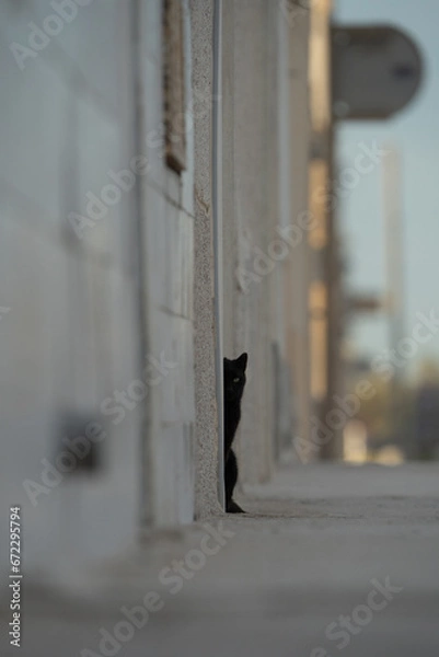 Fototapeta black cat