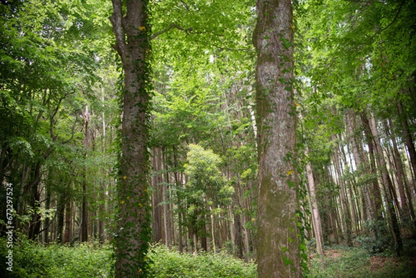 Fototapeta Woods trees