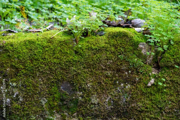 Obraz Old wall with moss