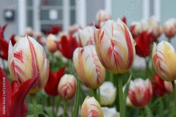 Fototapeta red and white tulips