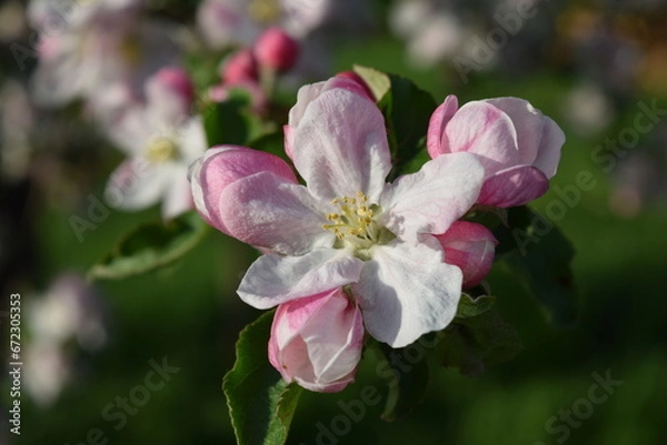 Obraz pink flower apple tree