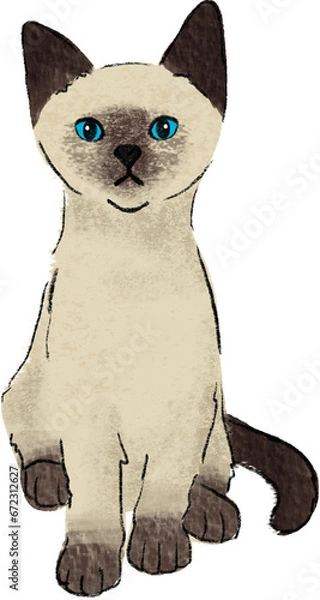 Obraz hand drawn cartoon of siamese cat, color pencil drawing of kitten a house hold pet