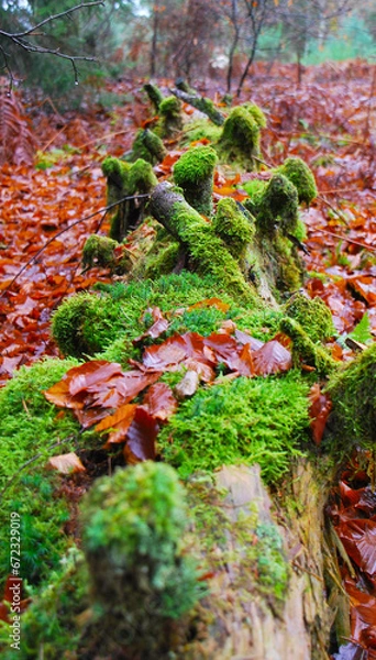 Obraz Arbres recouvert de mousse 