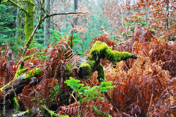 Obraz Arbres recouvert de mousse 