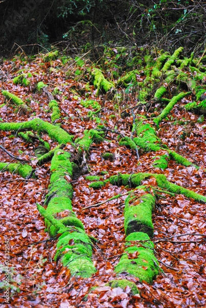 Obraz Arbres recouvert de mousse 