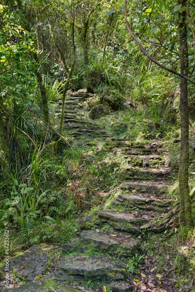 Obraz Step into the forest