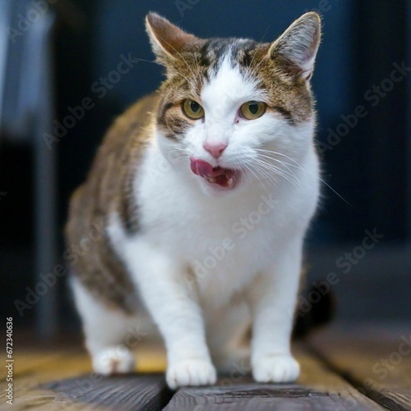Obraz Domestic cat sitting on a hardwood floor with tongue sticking out from its mouth