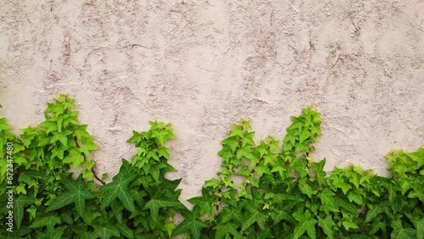 Obraz ivy on concrete wall texture