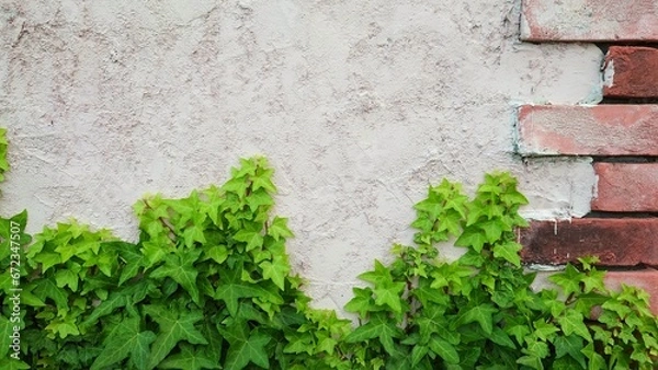 Obraz ivy on concrete wall texture
