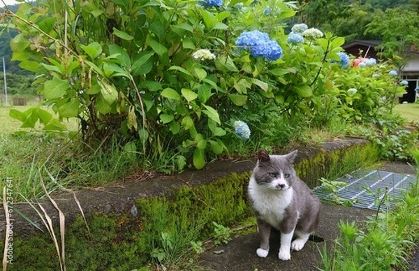 Obraz a sitting gray wild cat