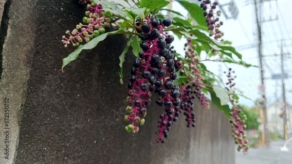 Fototapeta ヨウシュヤマゴボウ