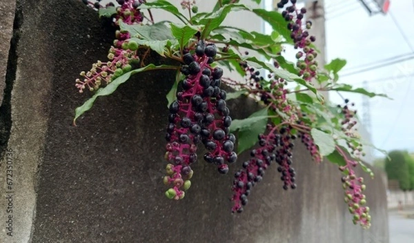 Fototapeta ヨウシュヤマゴボウ