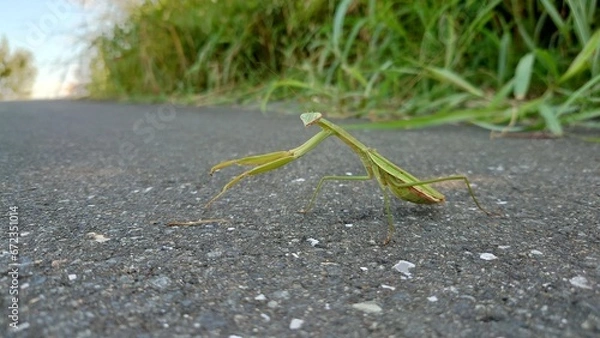 Fototapeta カマキリ