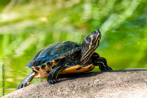 Obraz A turtle in Europe's largest turtle sanctuary, Corsica, France, A Cupulatta