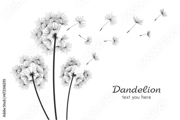 Obraz Three dandelions blowing in the wind. isolated on white background