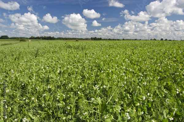 Fototapeta pea summer field in farm
