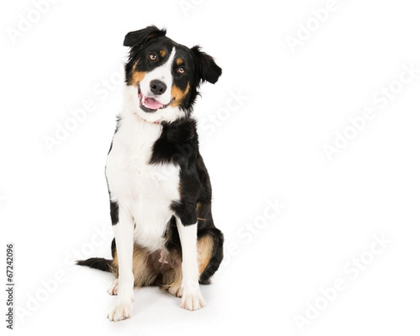 Obraz Border Collie