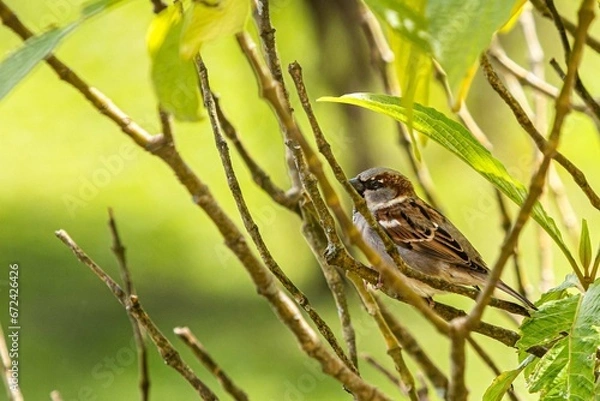 Obraz Pardal no galho