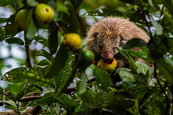 Obraz Ouriço comendo goiaba