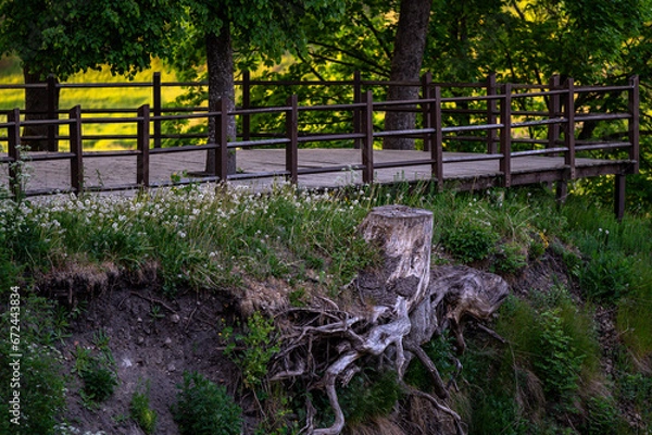 Obraz tree stump with exposed roots