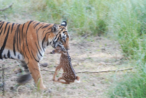 Fototapeta Tiger in Ranthambhore with a kill