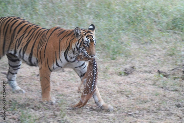 Fototapeta Tiger in Ranthambhore with a kill