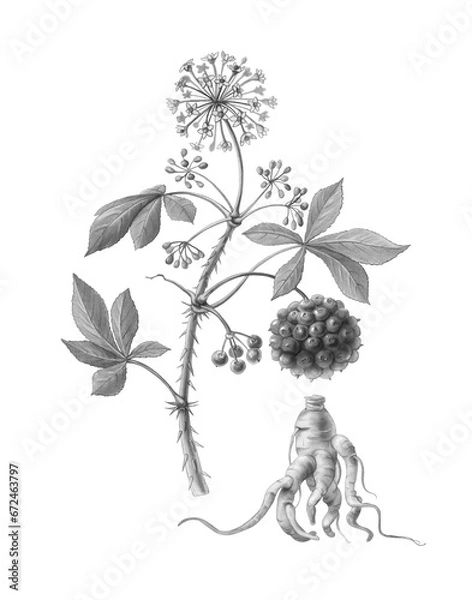 Obraz Eleuthero or Siberian Ginseng Hand Drawn Pencil Illustration Isolated on White with Clipping Path