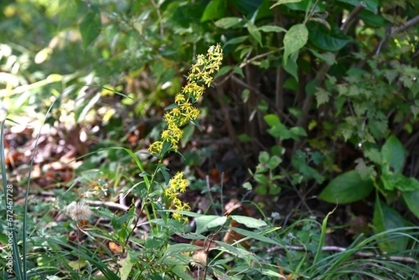 Fototapeta Goldenrod ( Solidago virgaurea ) flowers. Asteraceae perennial plants. Many yellow flowers bloom in racemes from August to November. Young leaves are wild vegetables.