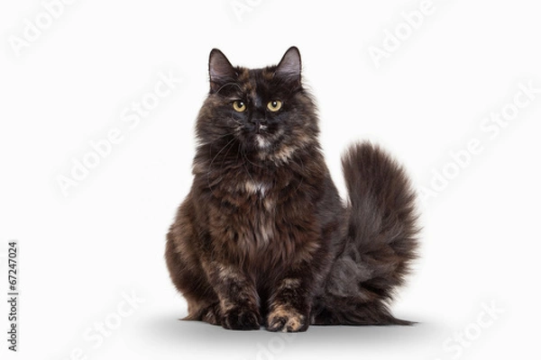 Fototapeta Tortoise siberian kitten on white background