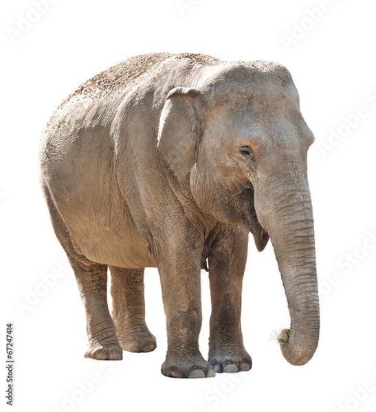 Fototapeta Elephant