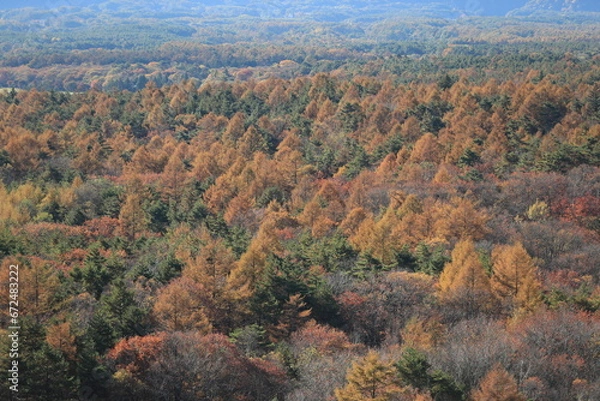 Obraz 美し森、展望台から眺めた紅葉