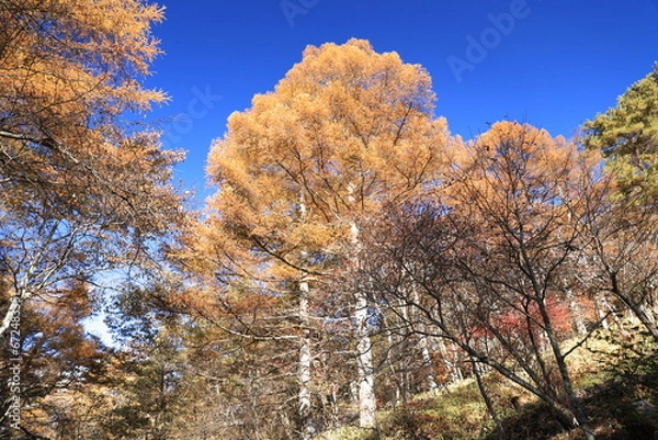 Obraz 美し森、登山口で見守ってくれている木々