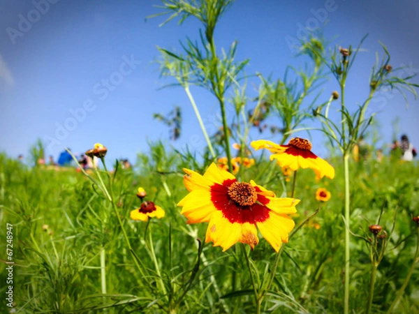Obraz Flowers in the garden