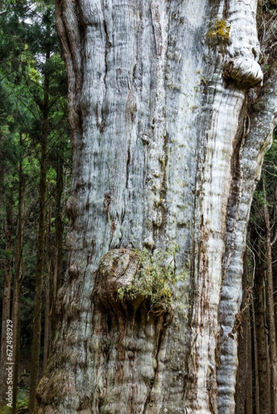 Fototapeta Alishan national park with big giant tree in ancient at Taiwan