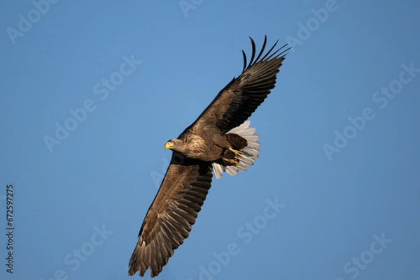 Fototapeta white-tailed eagle flies in the sky with its wings spread on a sunny autumn day over the river