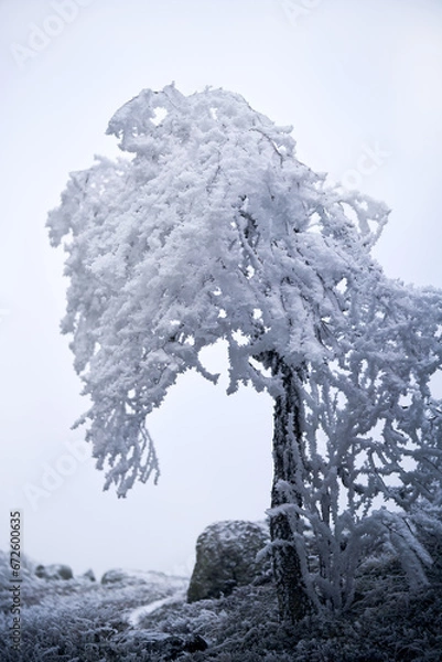 Obraz Winterlandscape