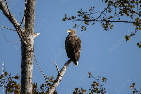 Fototapeta a white-tailed eagle sitting on a tree branch spreading its wings on a sunny autumn day