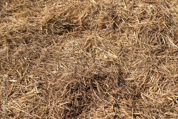 Fototapeta 畑に敷き詰めた藁