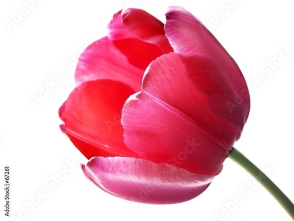 Obraz tulip