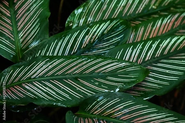 Fototapeta Calathea ornata leaves. Marantaceae perennial ornamental plant. The dark green leaves have two pink linear patterns along the veins.