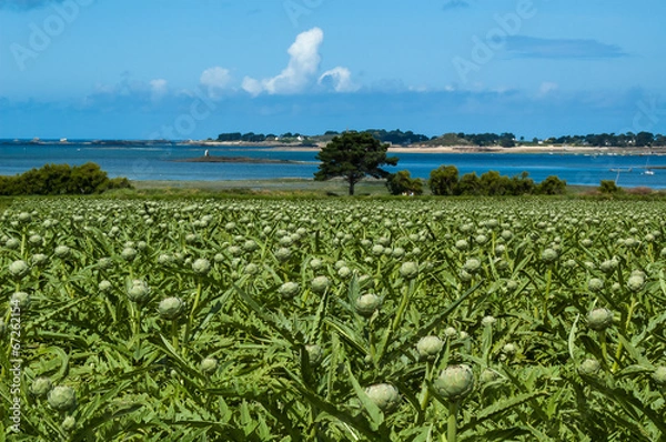 Obraz culture d'artichaut