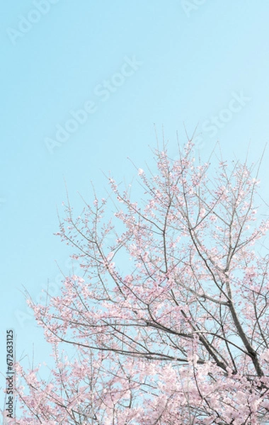 Obraz 東京の桜