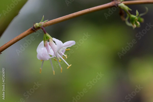 Fototapeta macro closeup beautiful white yellow blooming Lonicera fragrantissima , winter honeysuckle sweet breath spring