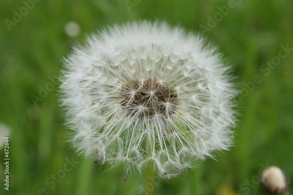 Obraz dandelion