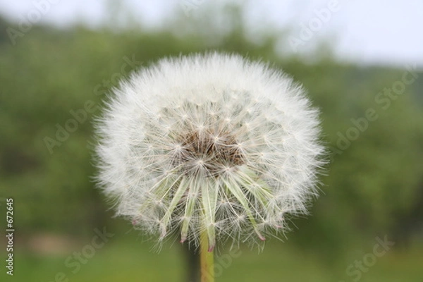Obraz dandelion