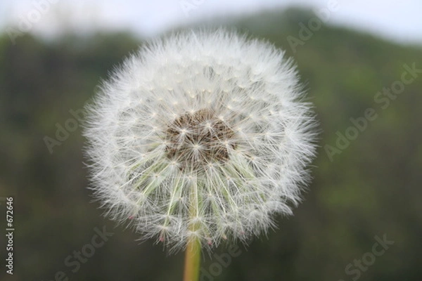 Obraz dandelion