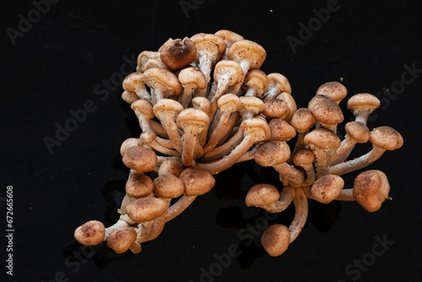 Obraz mushrooms on a board