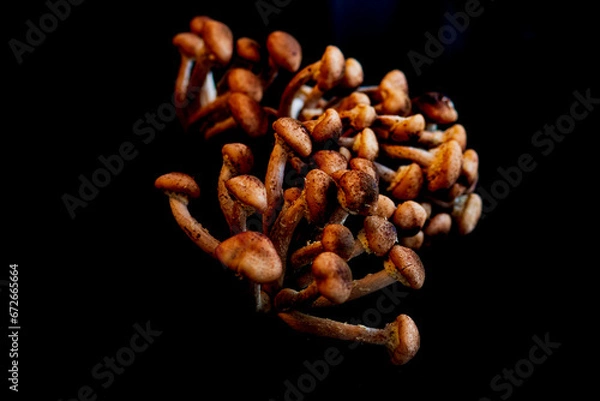 Obraz mushrooms isolated on white background