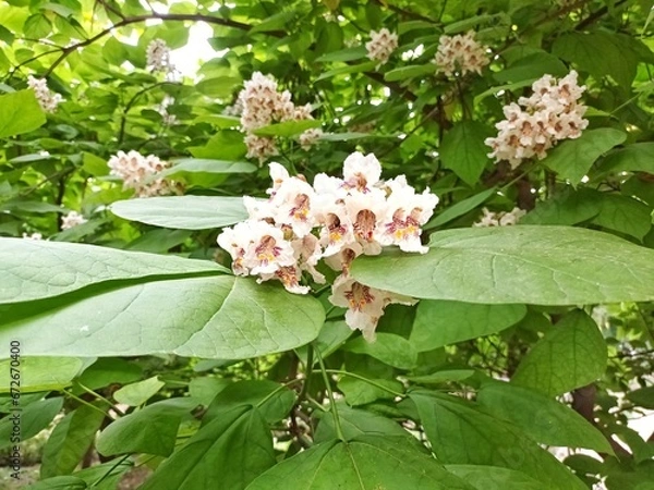 Fototapeta blooming tree