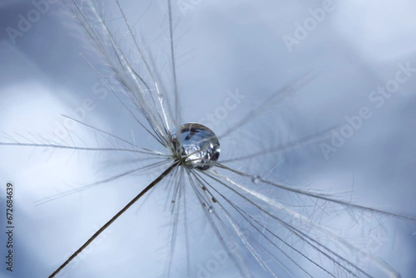 Fototapeta Seeds of dandelion flower with water drops on blurred background, macro photo